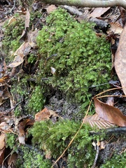 Pyrrhobryum spiniforme