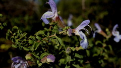 Salvia dentata