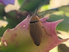Ellipsidion humerale