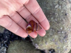 Calliostoma annulatum