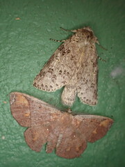 Thysanopyga amarantha