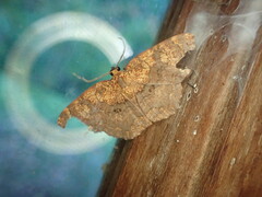 Semaeopus plumbeostrota