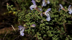 Salvia dentata