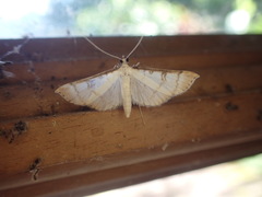 Blepharomastix colubralis