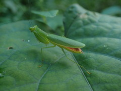 Tithrone roseipennis