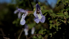 Salvia dentata