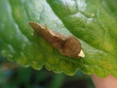 Gonodonta immacula