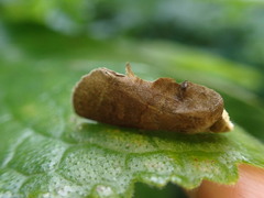 Gonodonta immacula