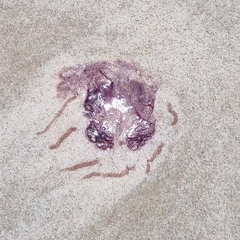 Dactyliophorae