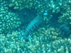 Cephalopholis panamensis