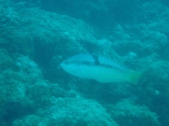 Halichoeres nicholsi
