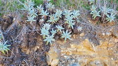 Dudleya virens insularis