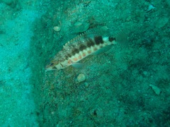 Serranus psittacinus