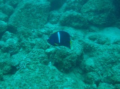 Holacanthus passer