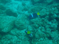 Holacanthus passer
