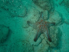 Pentaceraster cumingi