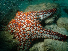 Pentaceraster cumingi