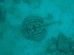 Urobatis concentricus