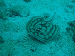 Urobatis concentricus