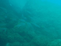 Mulloidichthys dentatus