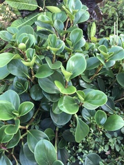 Peperomia obtusifolia