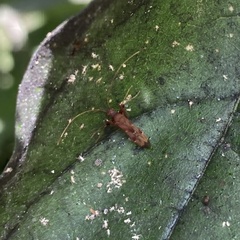 Paraxenetus guttulatus