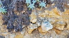 Dudleya virens insularis