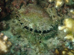 Pinctada mazatlanica