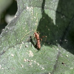 Paraxenetus guttulatus