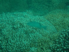 Mycteroperca rosacea