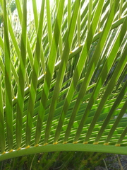 Macrozamia