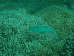 Mycteroperca rosacea