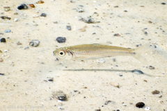Notropis petersoni