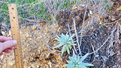 Dudleya virens insularis