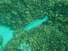 Mycteroperca rosacea