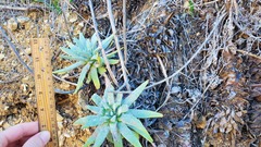 Dudleya virens insularis