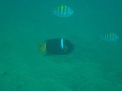 Holacanthus passer
