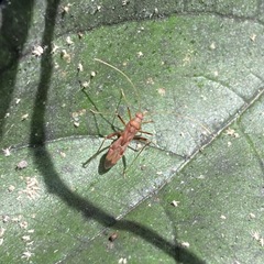 Paraxenetus guttulatus