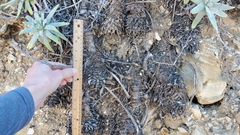 Dudleya virens insularis