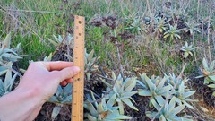 Dudleya virens insularis