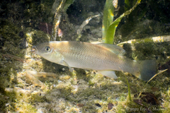 Fundulus seminolis