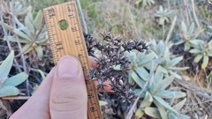 Dudleya virens insularis