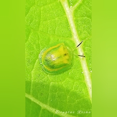 Gratiana boliviana