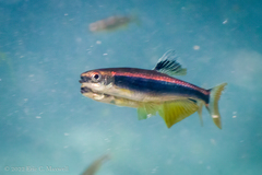 Pteronotropis metallicus