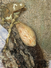 Amoria undulata
