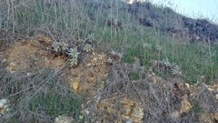 Dudleya virens insularis