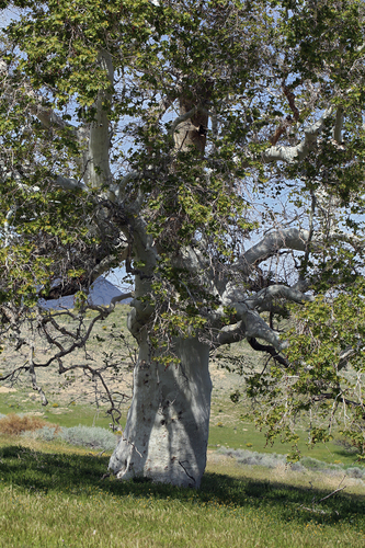 California sycamore (Platanus racemosa)