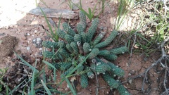 Euphorbia inermis