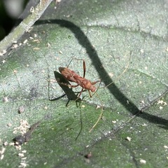 Paraxenetus guttulatus