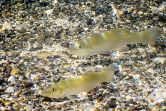 Fundulus seminolis